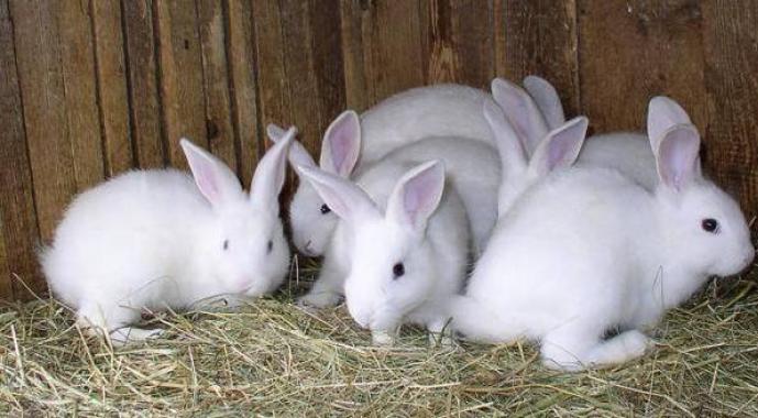 Составляем бизнес-план по разведению кроликов